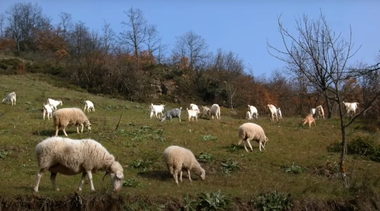 Pepeş'in Çiftliği | Karaaslan Kamping